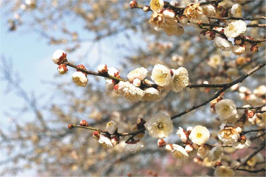 湖北荆州：既要颜值 还要产值！ “花”样经济绘就希望的田野